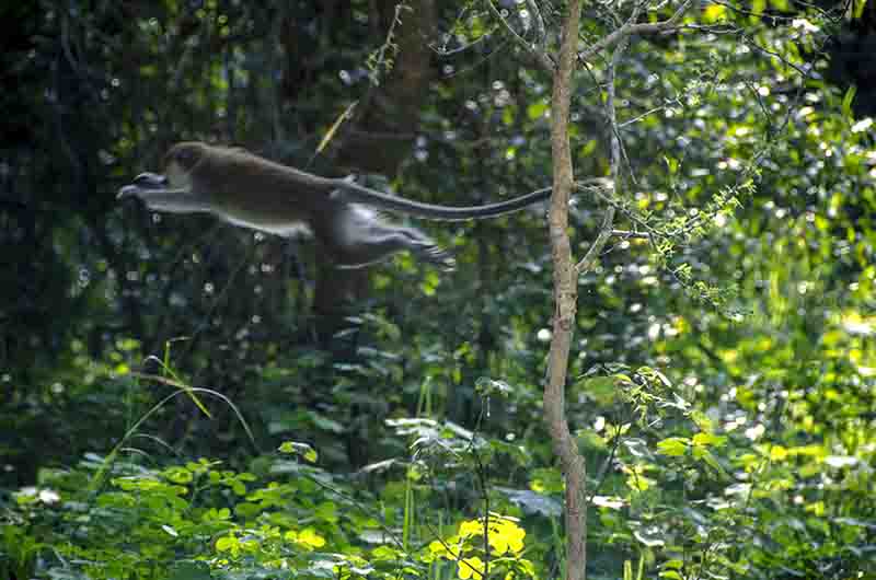 Mono Verde - parque nacional Queen Elizabeth - Uganda 4.jpg